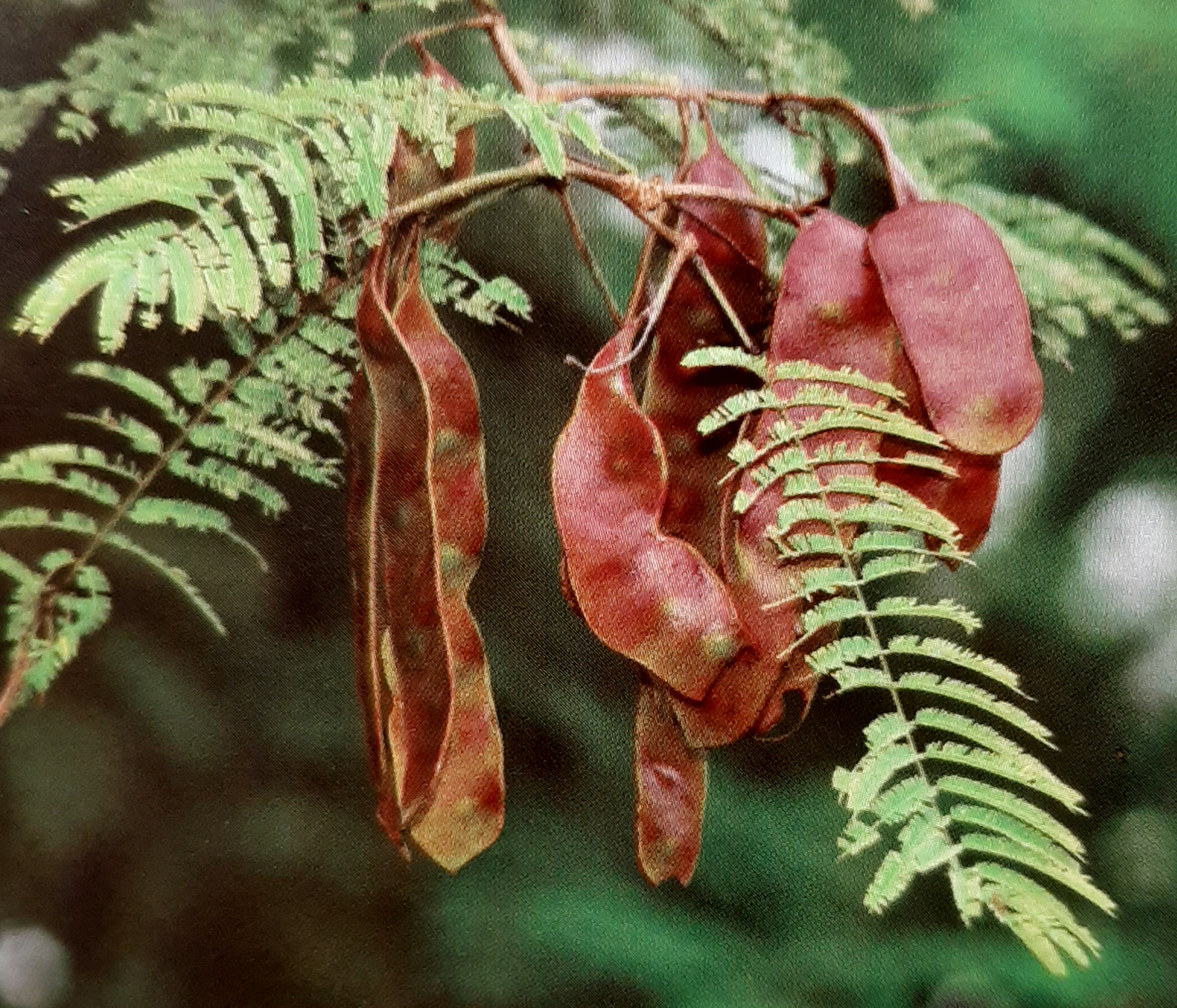 สีเสียด Acacia catechu (L.f.) Willd. <br/>Fabaceae